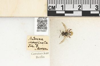 Media type: image;   Entomology 770397 Aspect: Labels